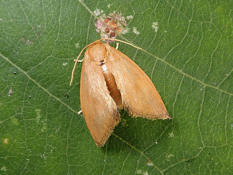 Zelotherses sp.  (Tortricidae) da confermare